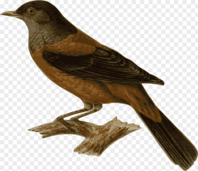 Bird SitTING Chestnut Thrush Clip Art PNG