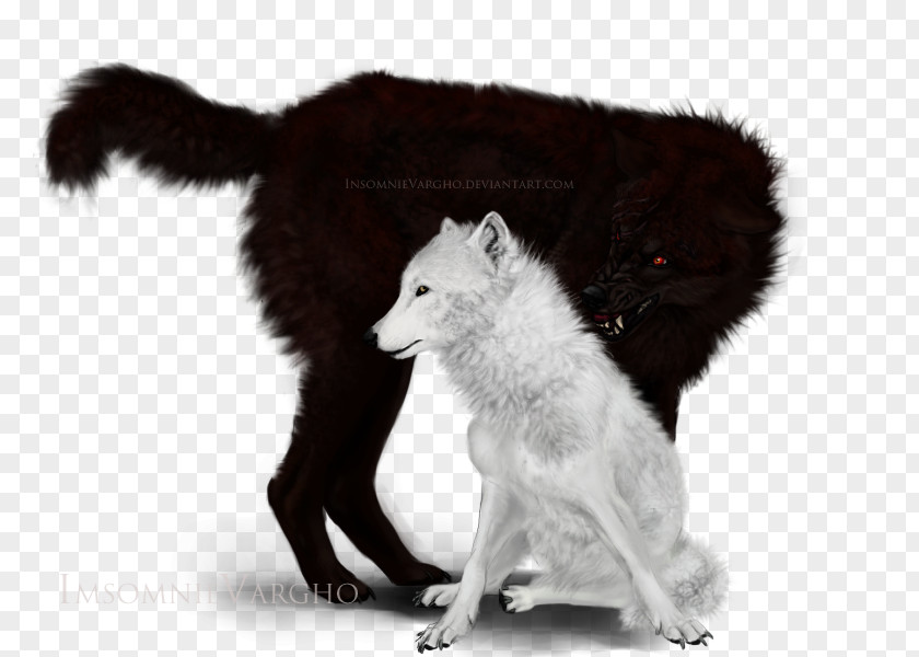 Keto Gray Wolf Fur White Wildlife Fox News PNG