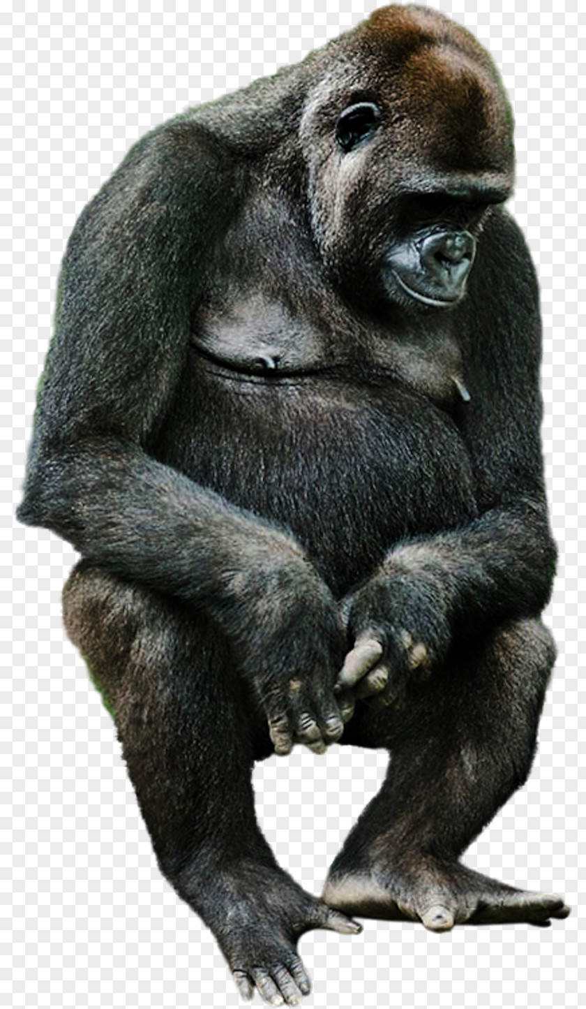 Monkey Western Gorilla Common Chimpanzee Animal Clip Art PNG