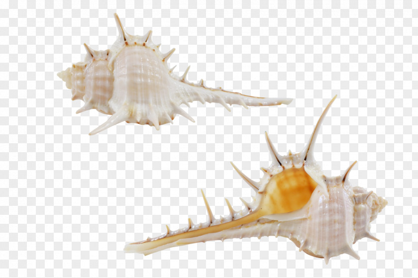 Seashell Conchology Fauna Fish PNG
