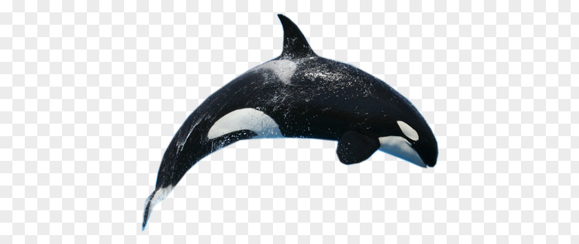 Whale PNG clipart PNG