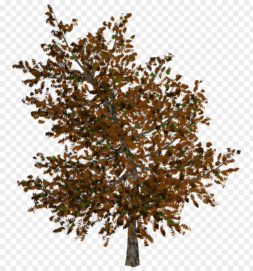 Autumn Tree Clip Art PNG