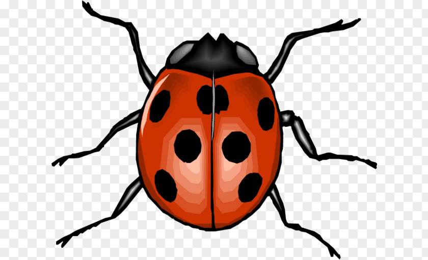 Beetle Clip Art Seven-spot Ladybird Animal Image PNG