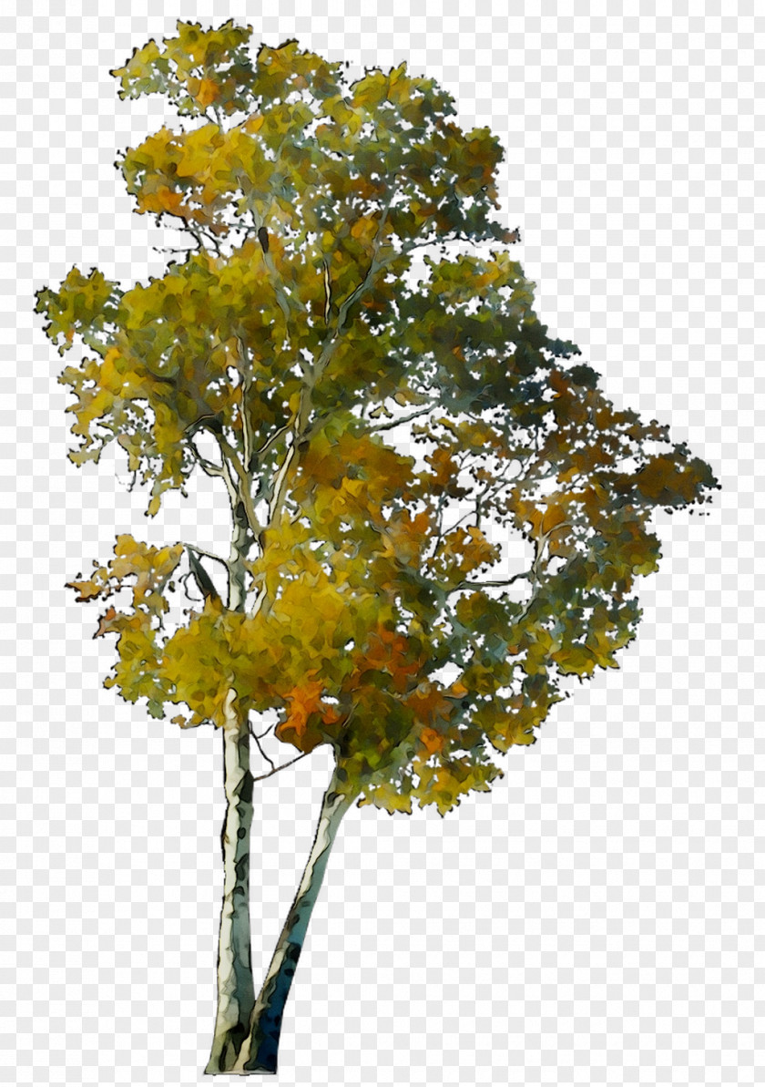 CO.OPMART Shrub Plane Trees Leaf PNG