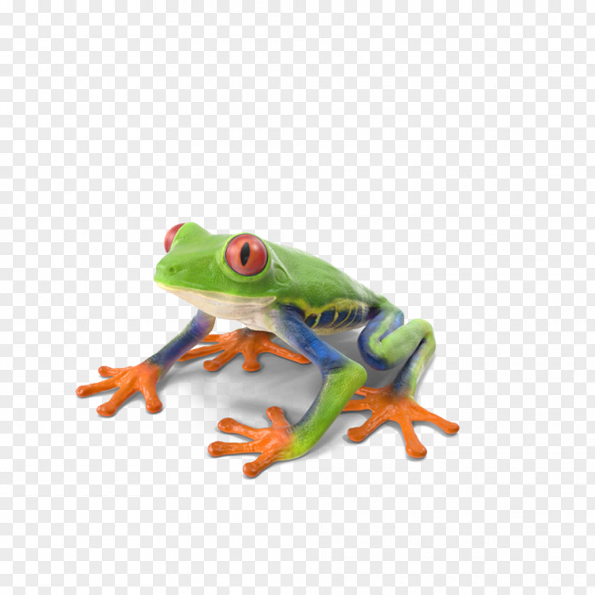 Red Eye Tree Frog Red-eyed True PNG