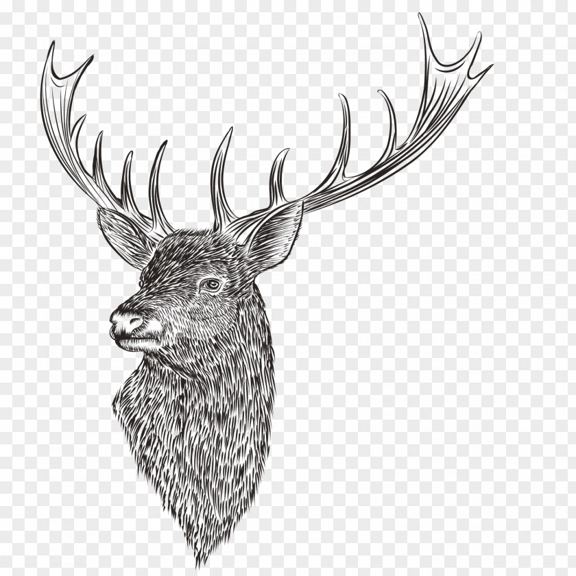 Vector Reindeer Head Drawing PNG