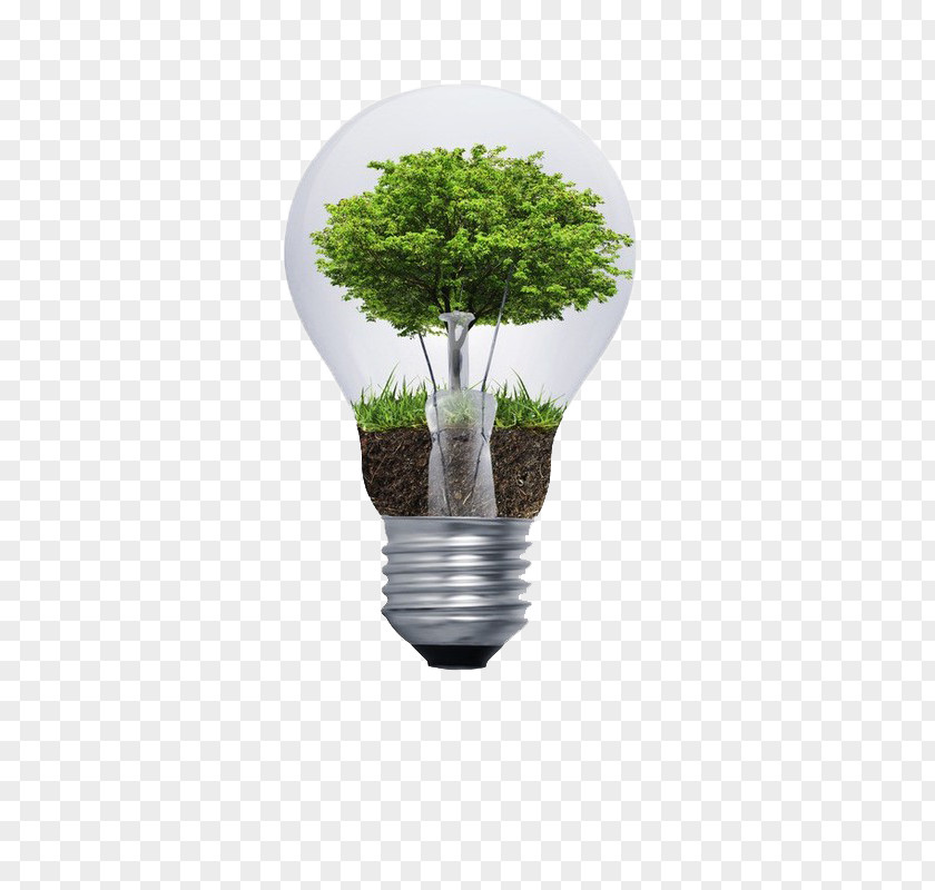 A Light Bulb Natural Environment Environmental Degradation Consulting Sustainability Incandescent PNG