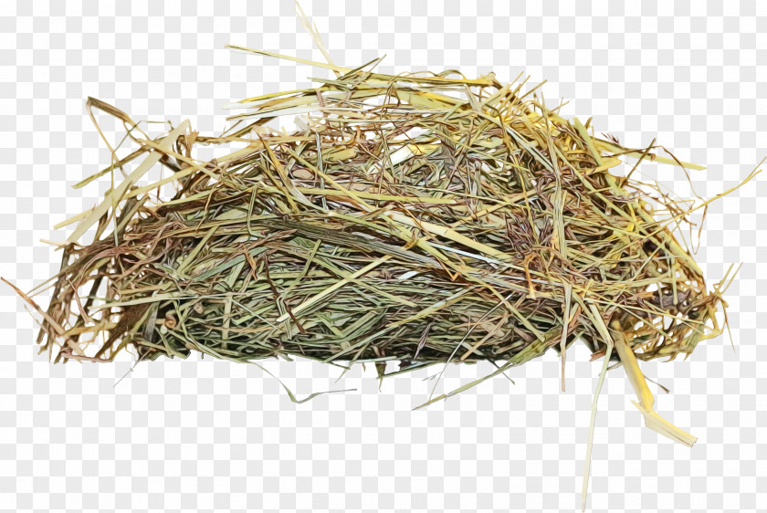 Bird Nest Grass Plant Hay PNG