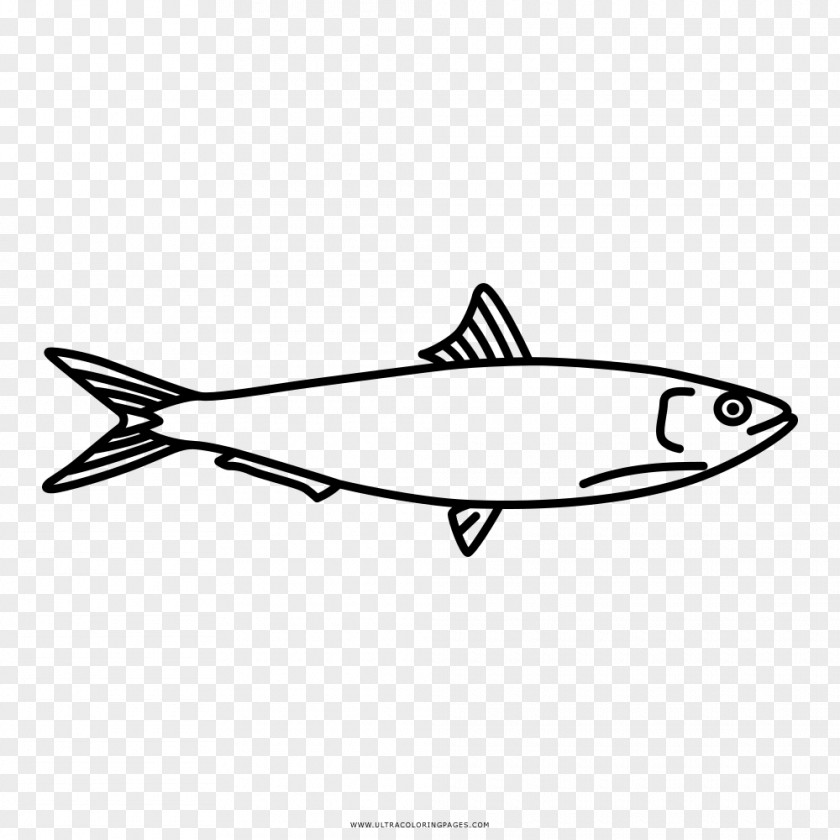 Fish Drawing Sardine Coloring Book PNG