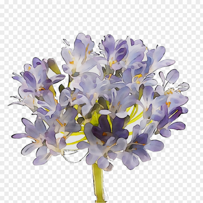 Hyacinth Cut Flowers Lilac Lavender Violet PNG