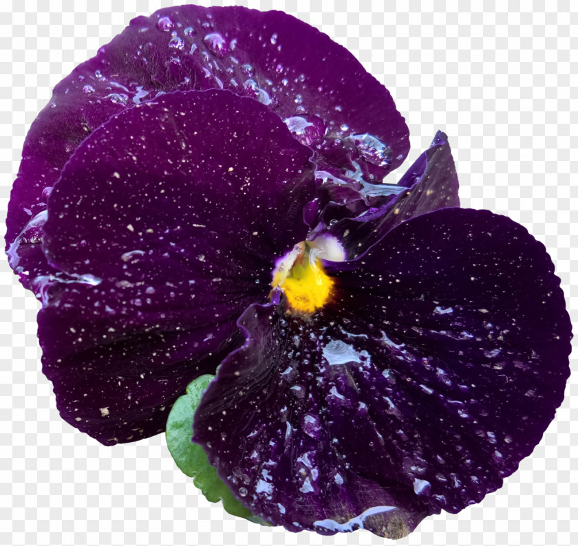 Purple Shiny Flowers Pansy Herbaceous Plant PNG