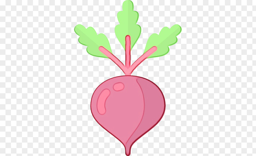 Vegetable Plant Radish Beetroot Pink Leaf Turnip PNG