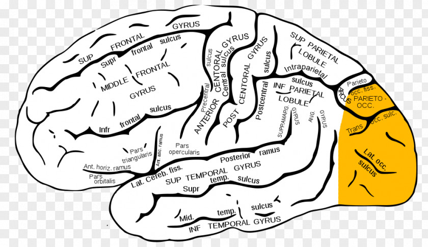 Delay Syndrome Supramarginal Gyrus Angular Superior Temporal Parietal Lobe PNG