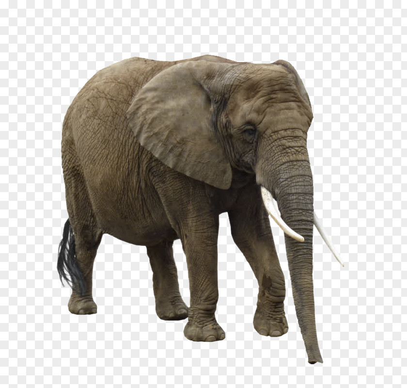 Elephant Asian African Clip Art PNG