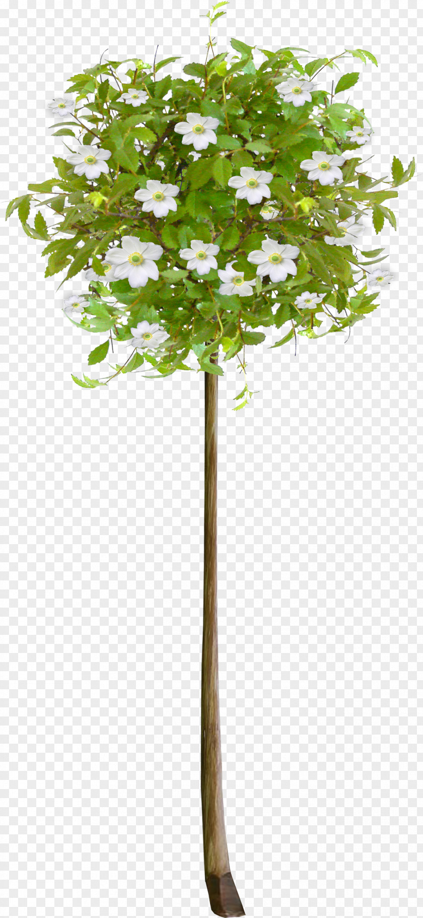 Fir-tree Tree Flower Clip Art PNG