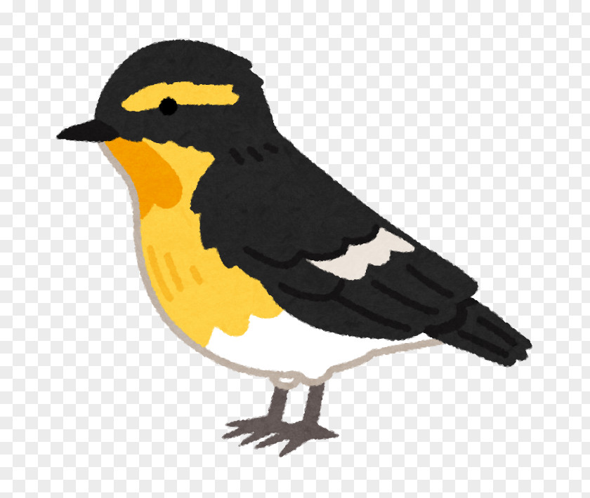 Illustration Clip Art Image Narcissus Flycatcher PNG