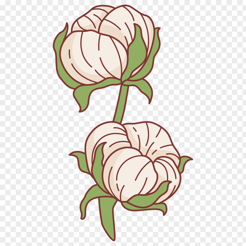 Cotton Flower Floral Design Vector Graphics Image PNG