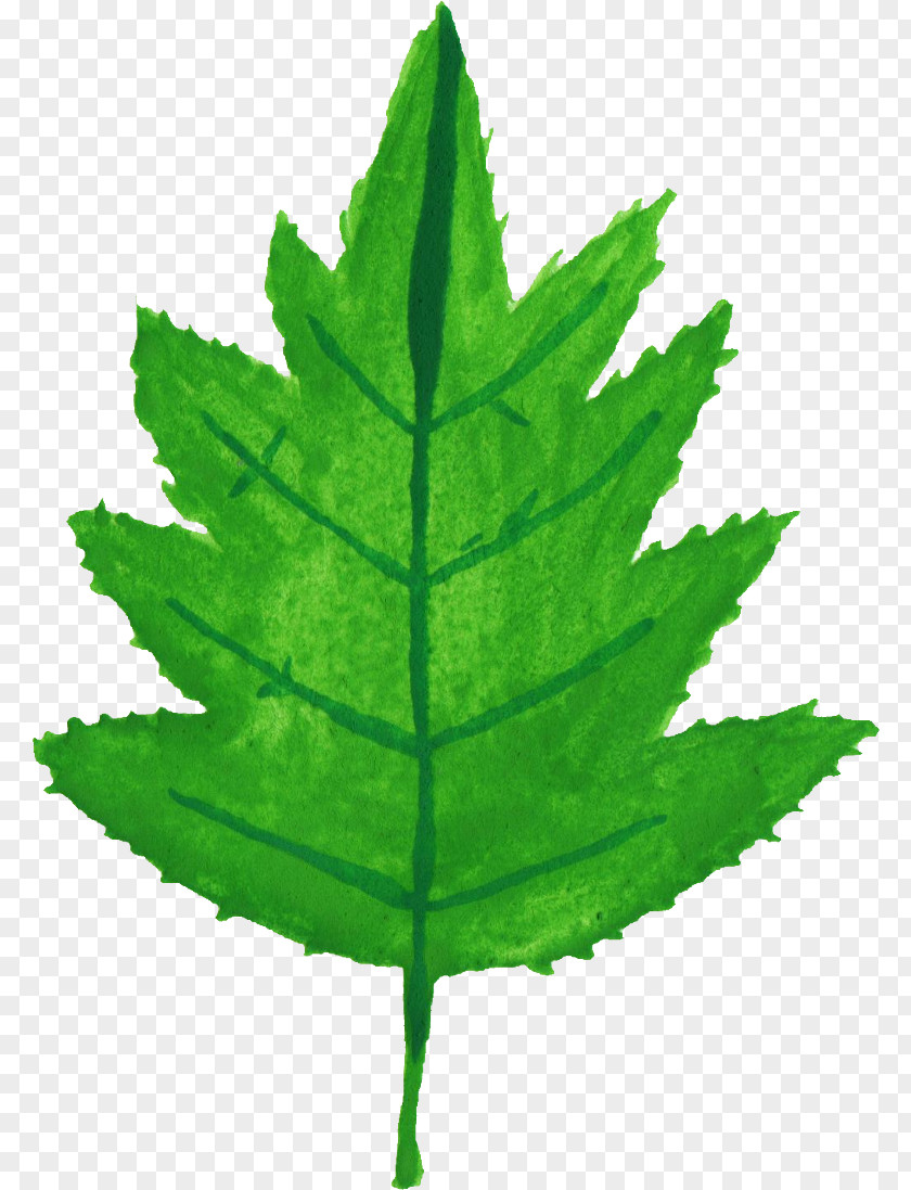Leaf Watercolor Painting Plant Stem PNG