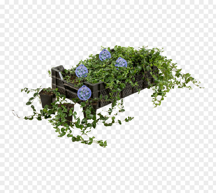 Plant Myrtle Groundcover Garden Flowerpot PNG