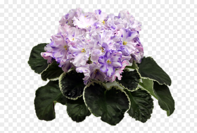 Violet African Violets Pine Streptocarpus Hydrangea PNG