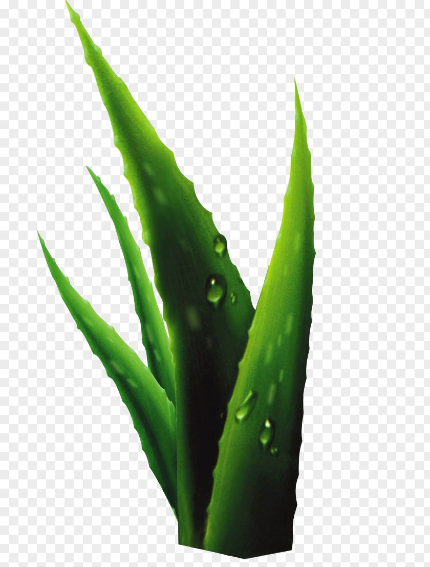 Aloe Plant Drop PNG