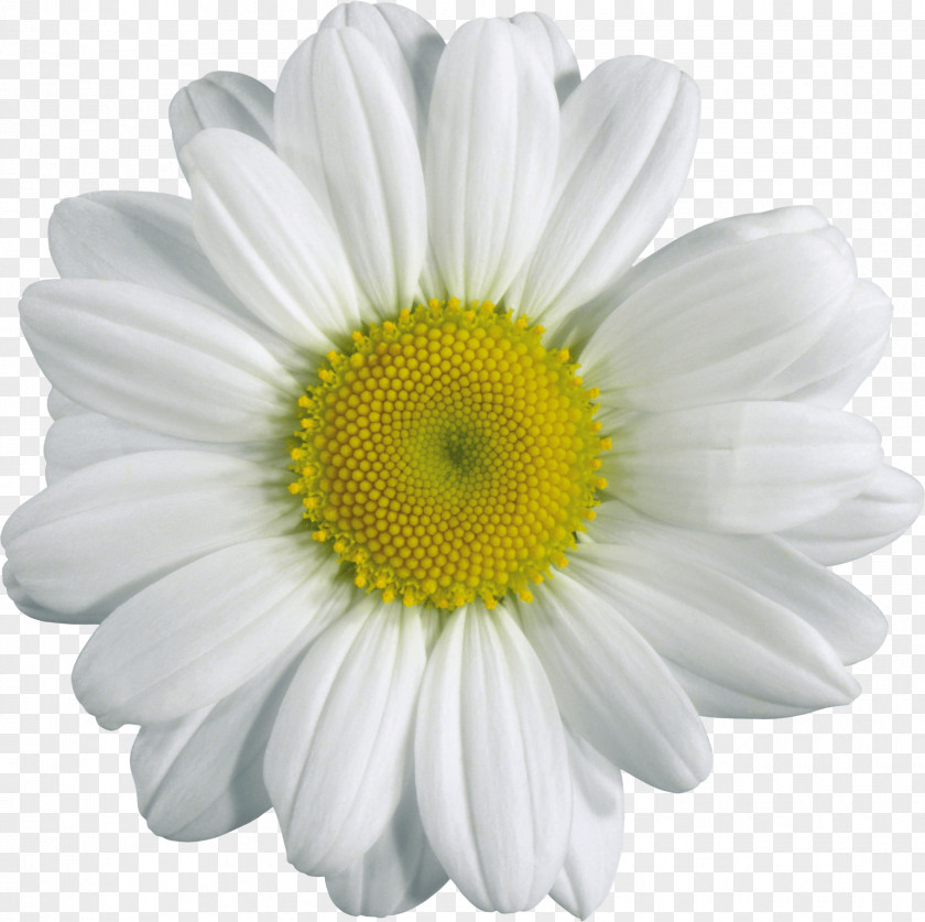 Chamomile Download Clip Art PNG