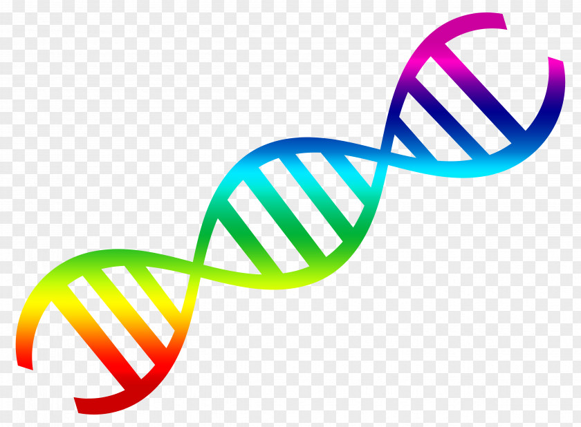 DNA Vector Nucleic Acid Double Helix Clip Art PNG