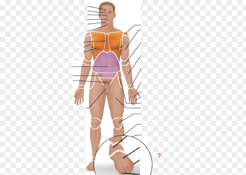 Foot Palm Human Anatomy & Physiology Body Anatomical Terminology PNG