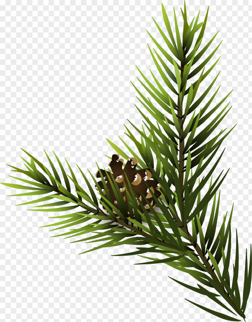 Green Pine Cone Fir Spruce Conifer PNG