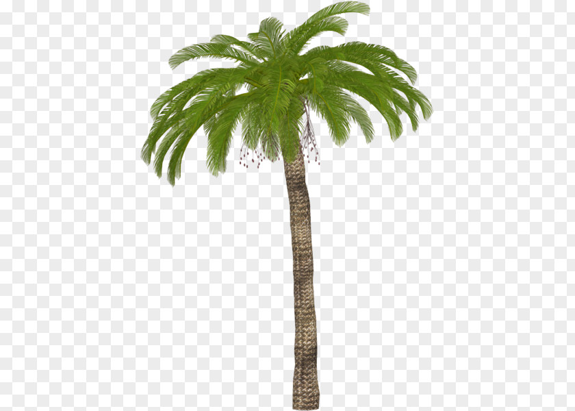 Palm Tree Asian Palmyra Clip Art Adobe Photoshop Trees PNG