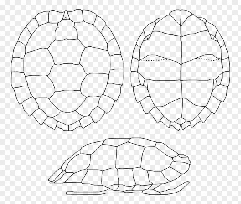 Turtle Asian Leaf Shell Carapace Coiraza PNG