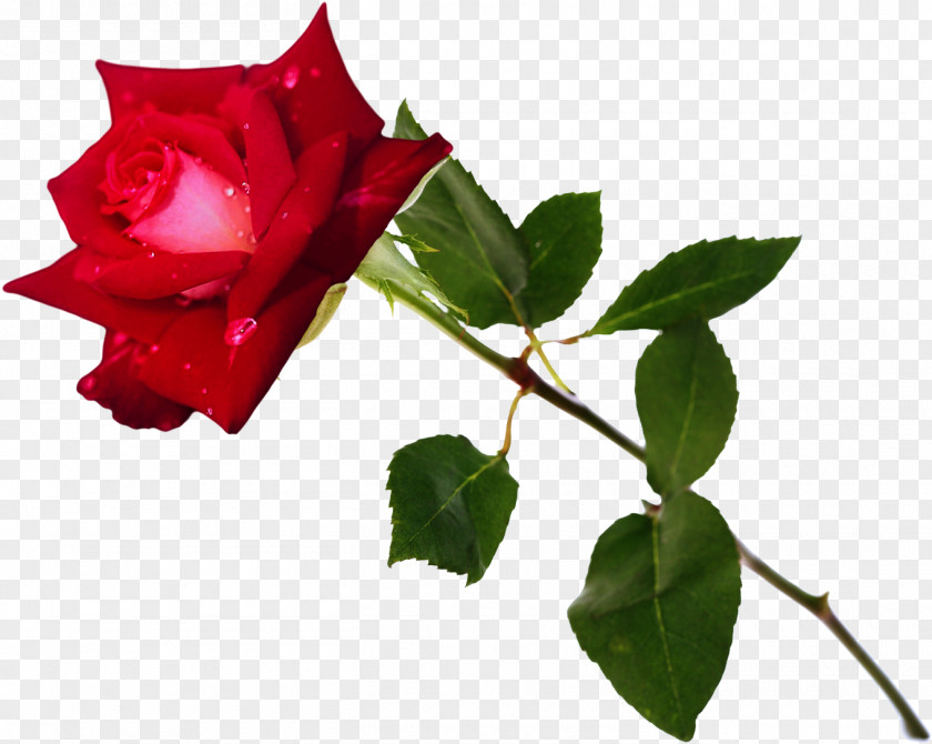 Ugadhi Garden Roses Blue Rose Flower Rosa Chinensis Clip Art PNG
