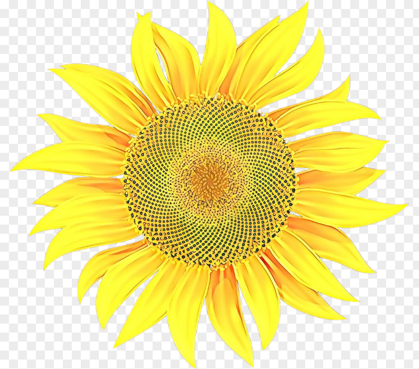 Asterales Pollen Sunflower PNG