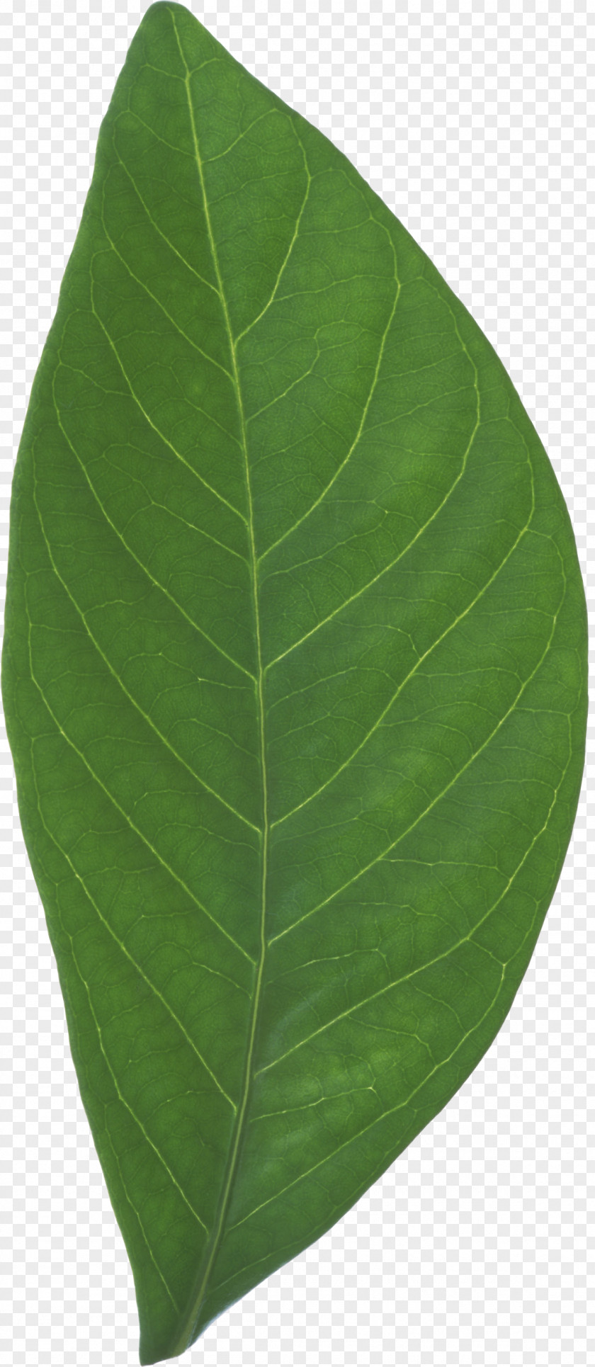 Defoliation Leaf PNG
