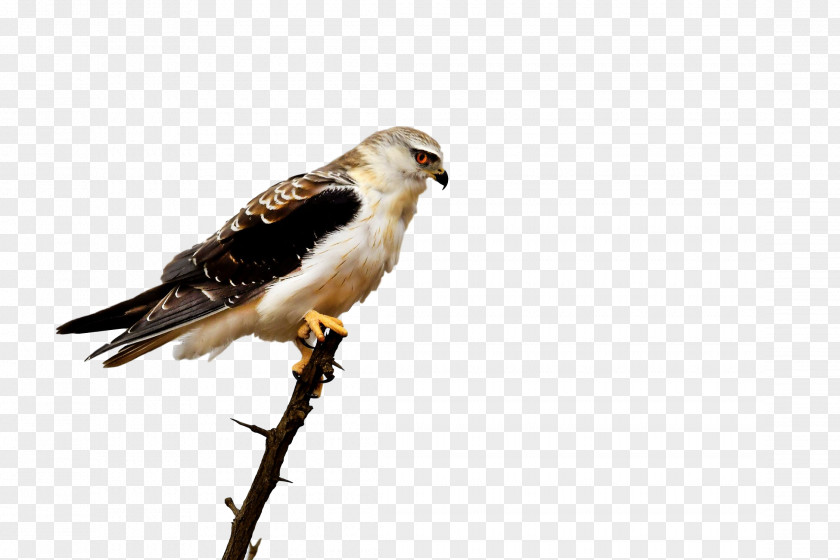 Hawk Buzzard Cuckoos Beak Fauna PNG