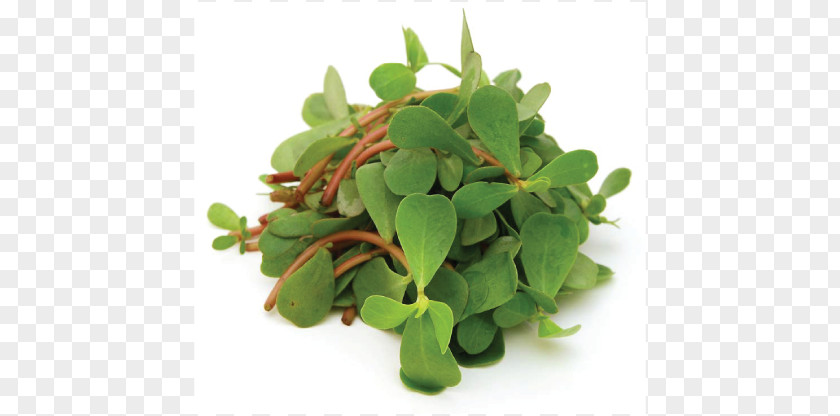 Jeju Island Common Purslane Plant Seed Aloe Vera Herb PNG