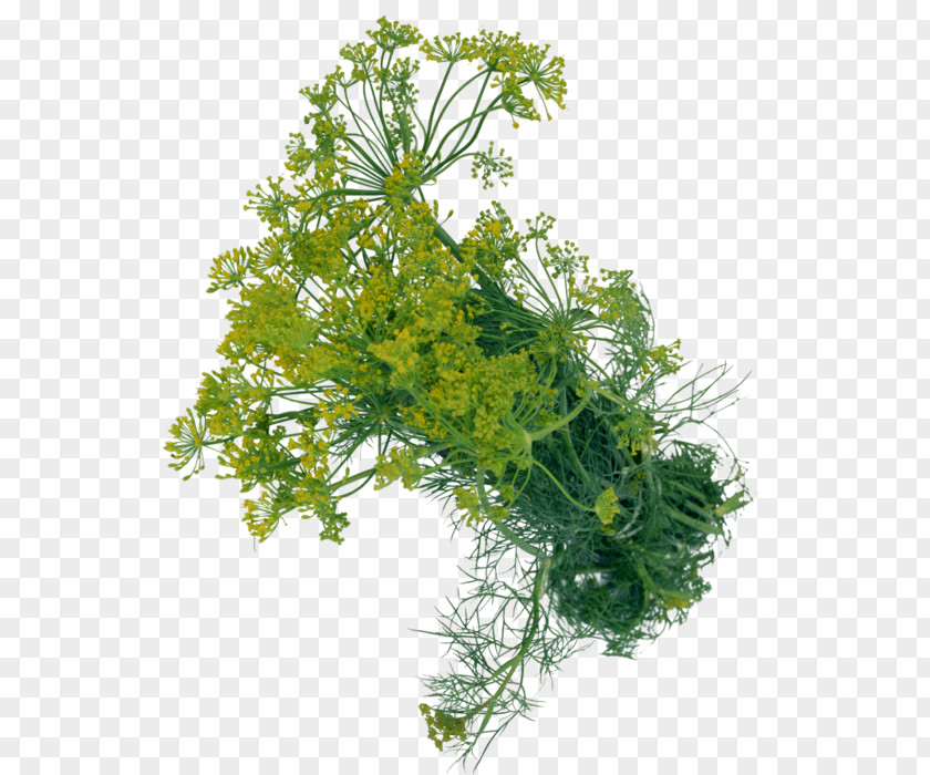 Vegetable Dill Herb Condiment Clip Art PNG