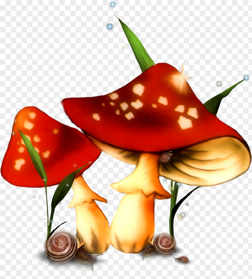 Champignon Mushroom Fungus Animation Photography PNG