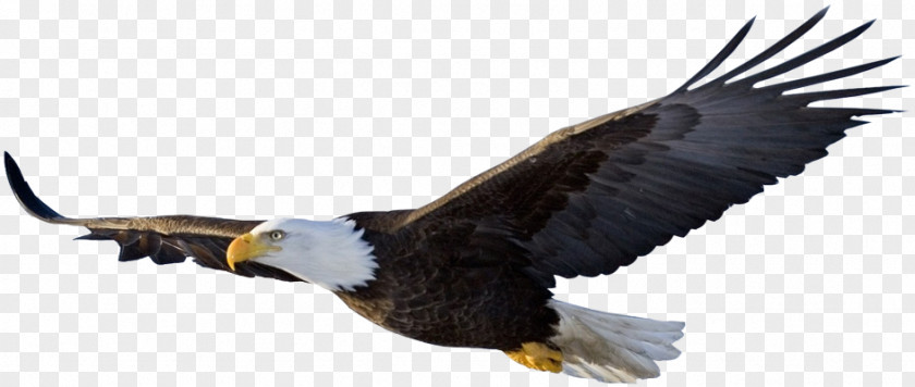 Eagle Flight Bird PNG