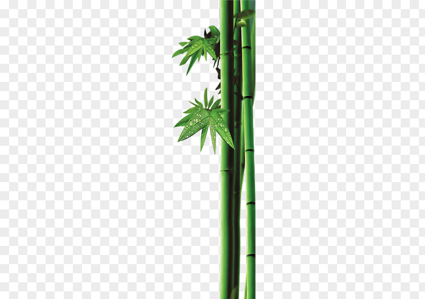 Green Bamboo Bambusa Oldhamii Leaf Clip Art PNG