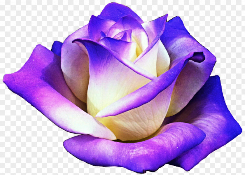 Lavender Flower Purple Rose Clip Art PNG