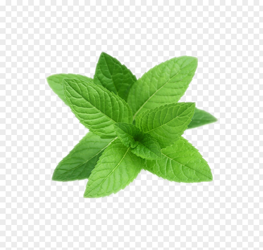 Pepermint Peppermint Tea Perennial Plant Essential Oil Seed PNG