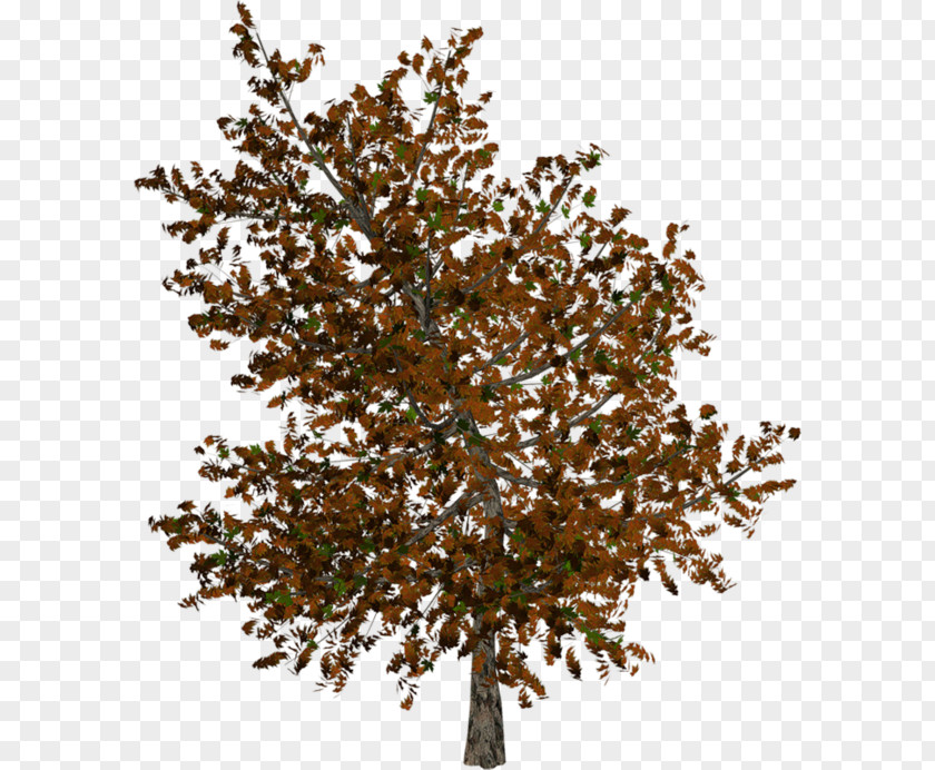 Tree Twig Autumn Clip Art PNG
