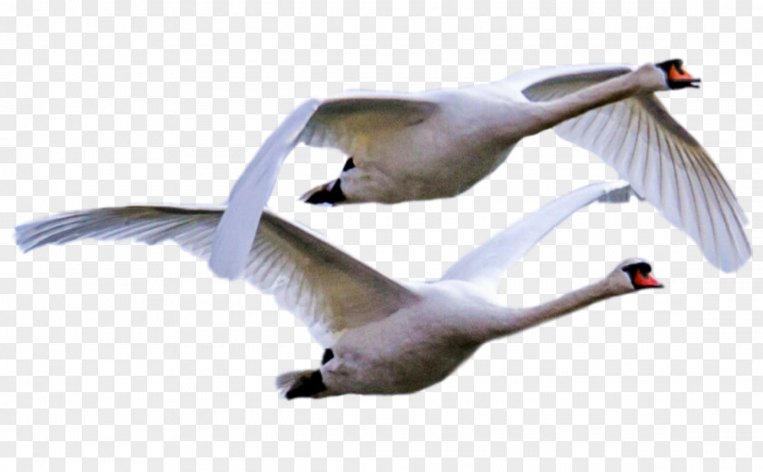 Trumpeter Swan Gull Picsart Background PNG