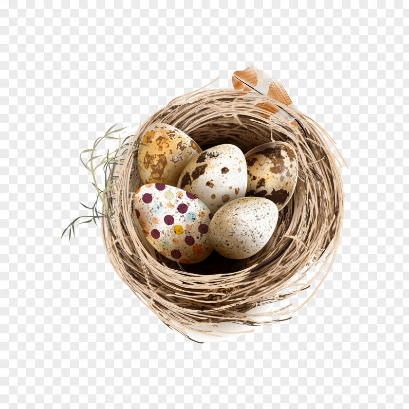 Bird Nest And Colored Chicken Quail Eggs PNG