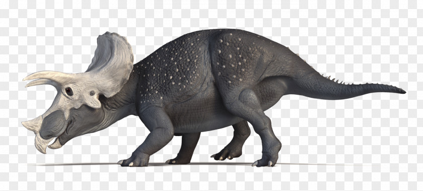 Dinosaur Tyrannosaurus Pentaceratops Einiosaurus Three-Horn: The Adventure Of Triceratops PNG