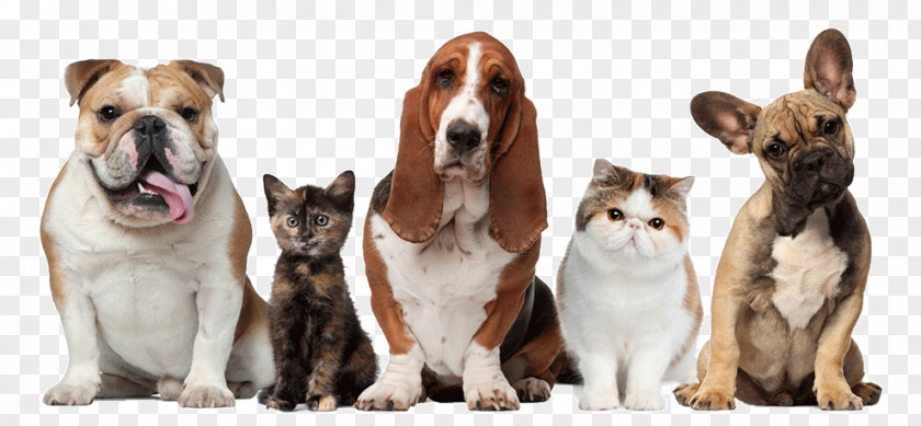 Dog Pet Sitting Walking Cat PNG