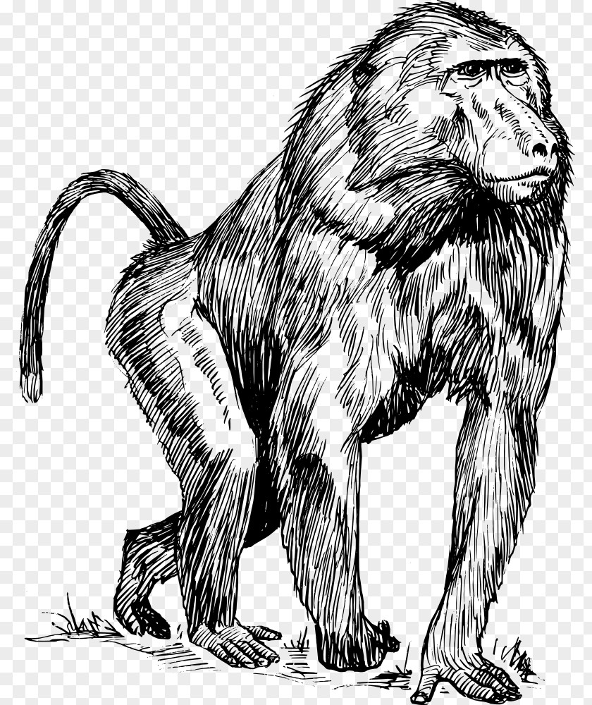 Monkey Mandrill Hamadryas Baboon Drawing Primate Clip Art PNG