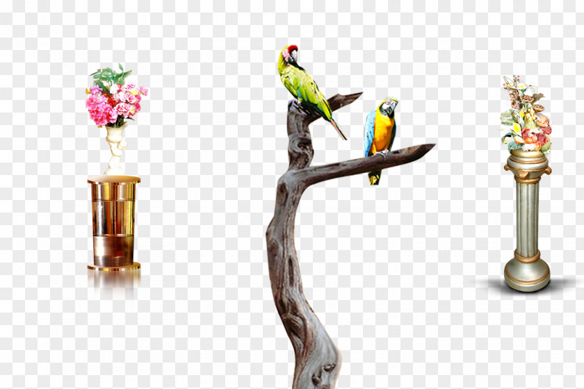 Photo Studio Flex Design Parrot Bird Parakeet PNG