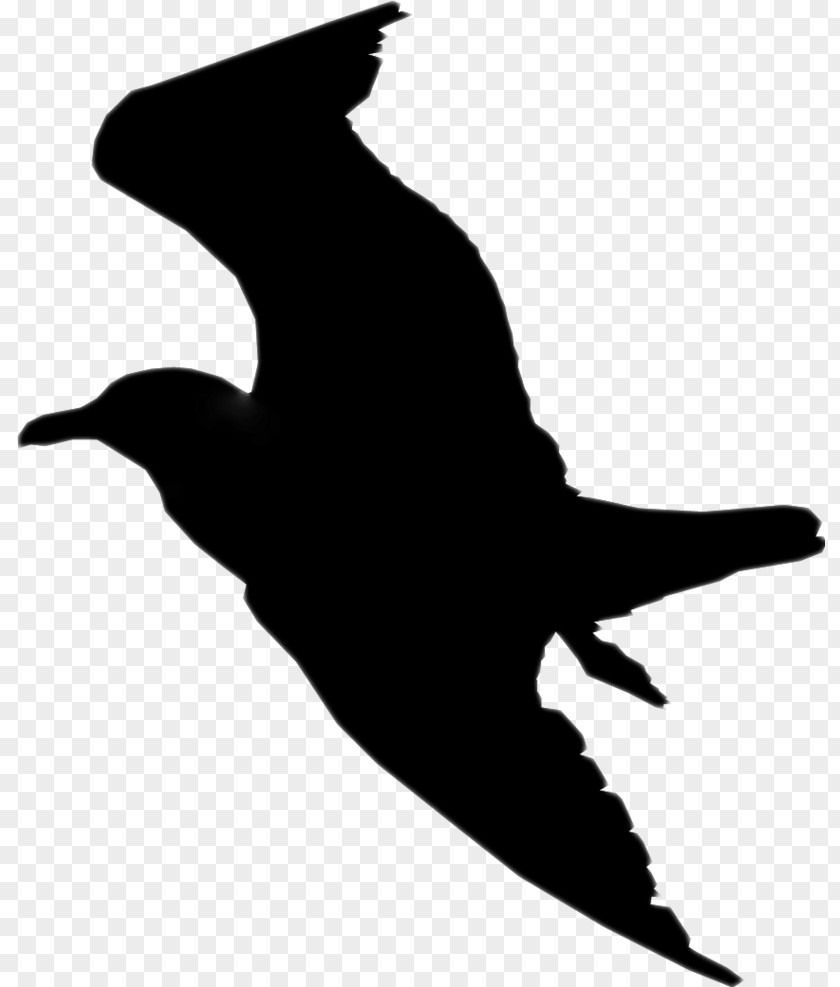 Beak Clip Art Fauna Silhouette PNG